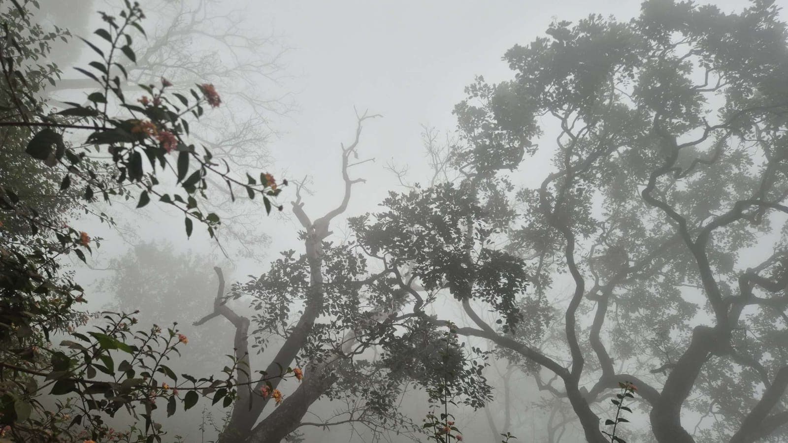 Scenic comparison of Ooty, Coonoor and Kodaikanal hill stations