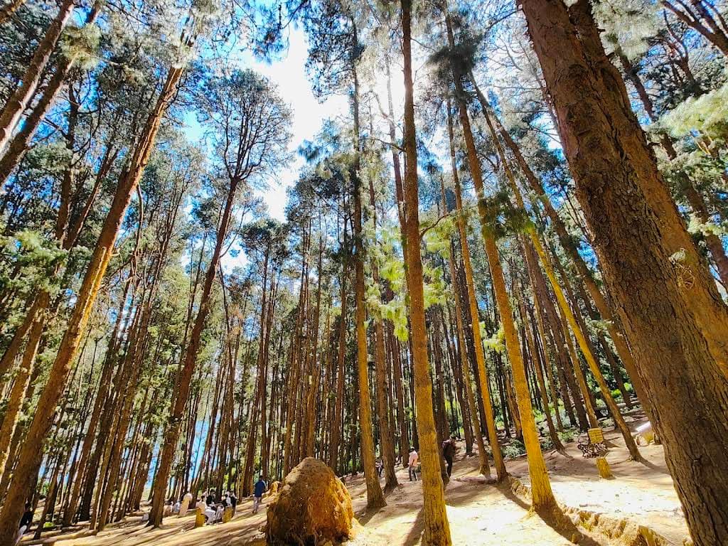 Tall pine trees in a sun-dappled forest floor